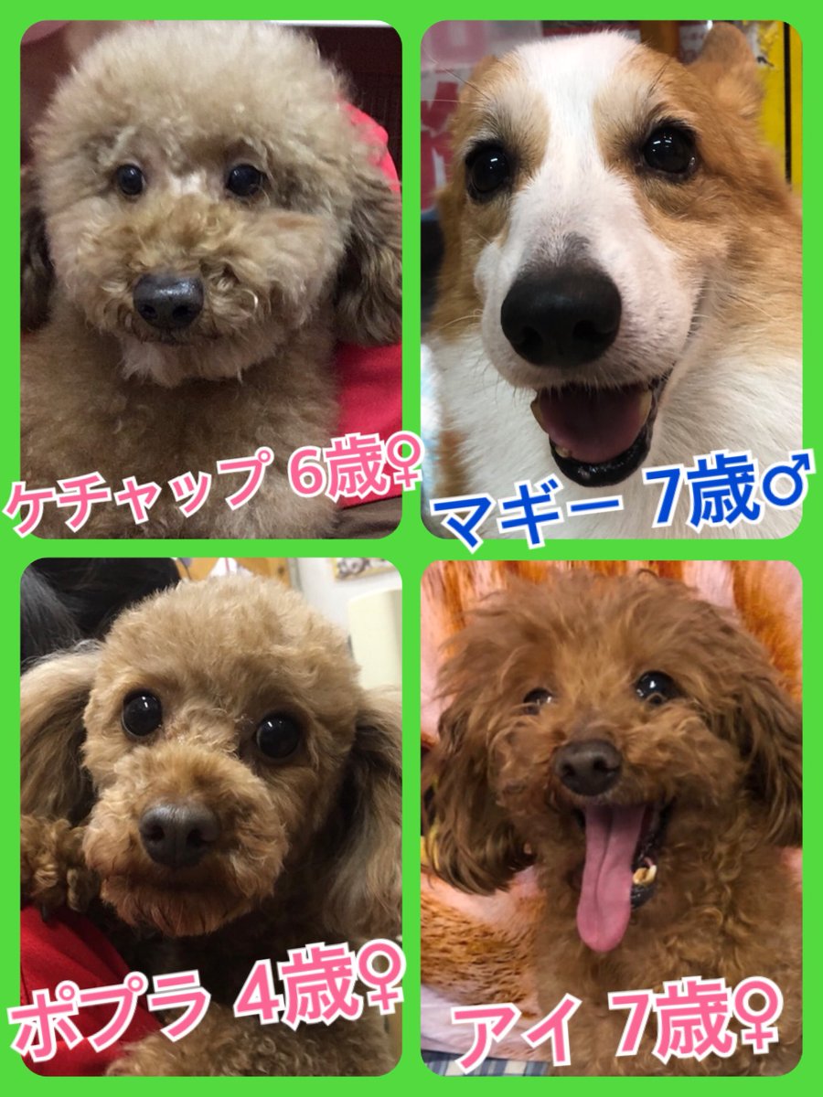 新メンバーがやってきたよ🐾今日の里親様募集中ワンコ🐶メンバーです🐾2019,1,9